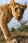 A portrait of a lioness at Masai Mara National Reserve-Kenya-Africa Art Print